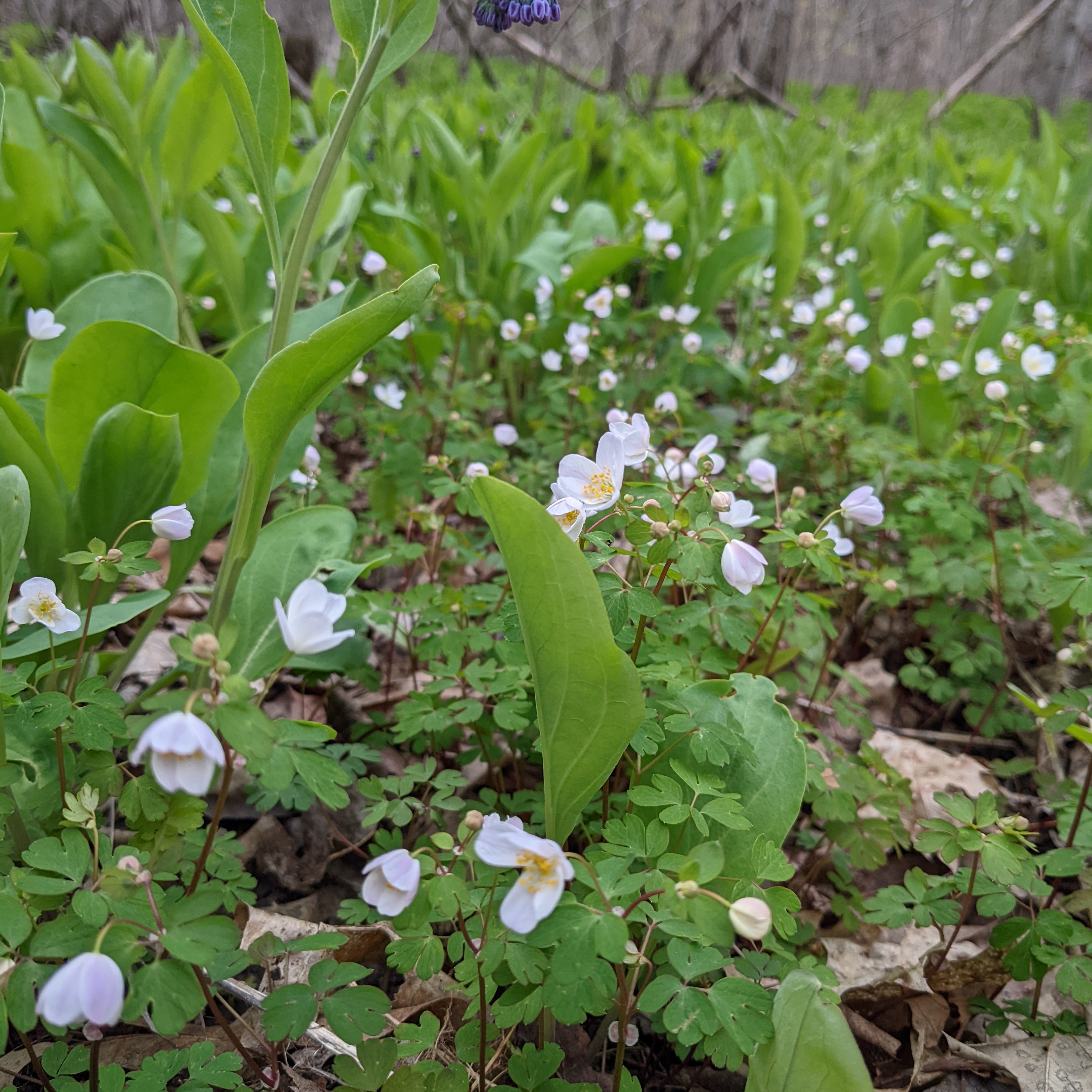 Wildflower Walk at Ken-O-Sha Park - logo